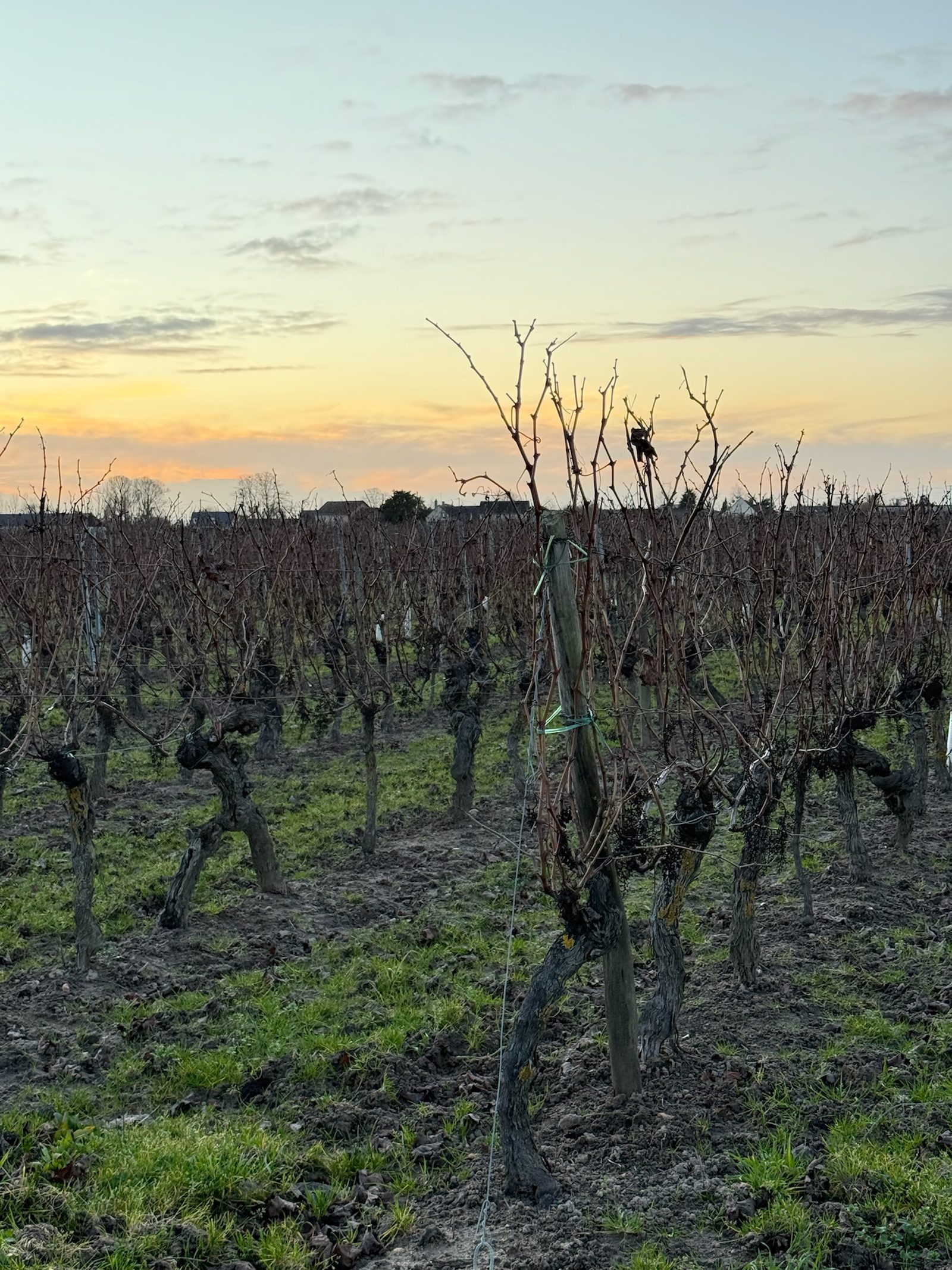 Sun rising over the Loire vineyards